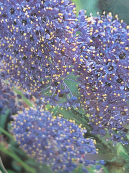 Säckelblume Concha2